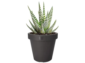 Květináč Kanten 20 cm, antracitový