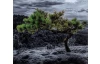 Nástěnné hodiny Osamělý strom, 20x60 cm